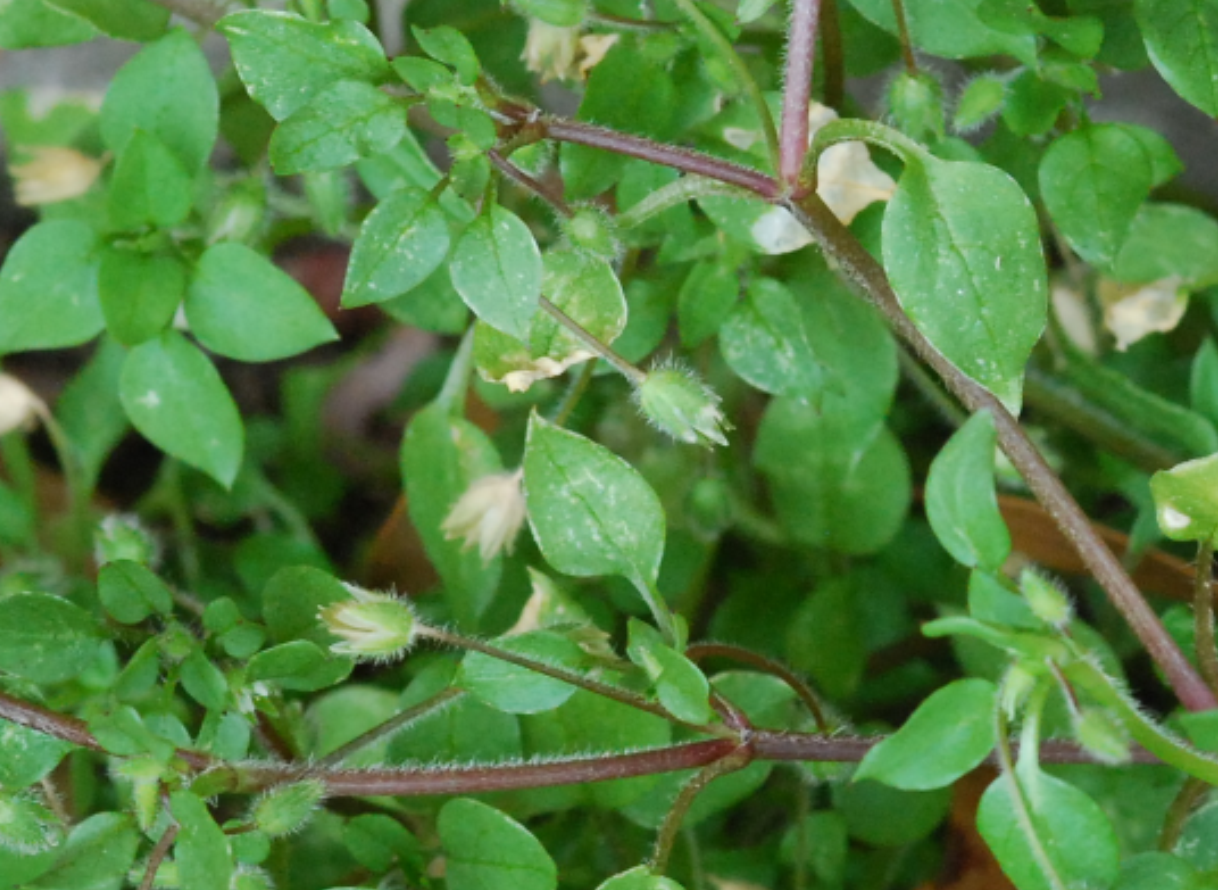 Branching purple stemspng